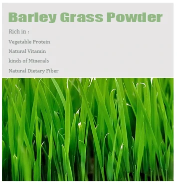Organic Barley Grass Juice Powder , Barley Grass Juice Extract Powder